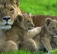 lion-300x209