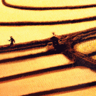 Rice-Field-big