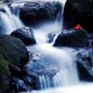FLORIAN_CHARREARD_17556