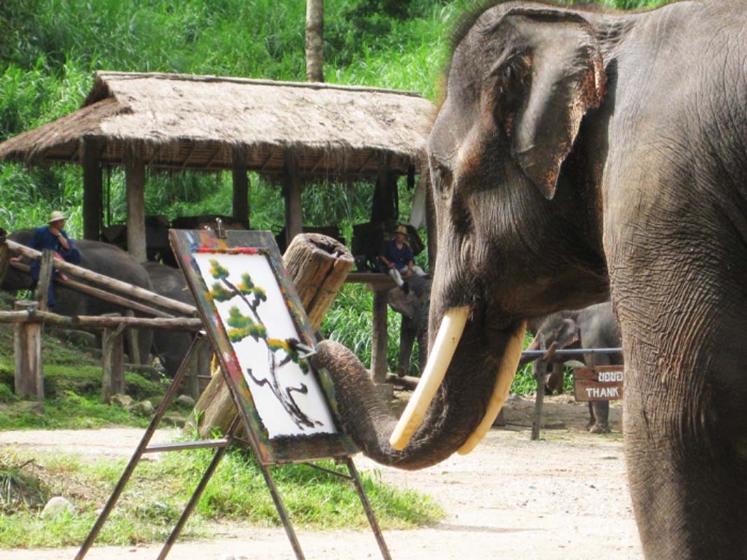 Day9.Mae Sa Elephant Camp2
