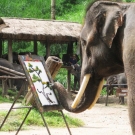 Day9.Mae Sa Elephant Camp2